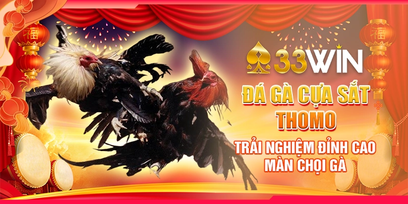 đá gà cựa sắt thomo