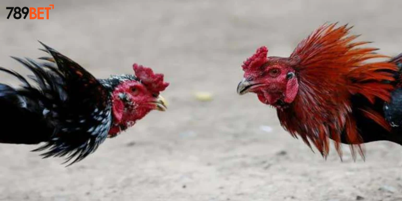 Tham gia cược đá gà quyền lực vùng miền
