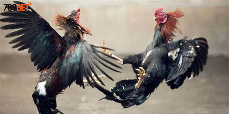 Các loại cược hấp dẫn mỗi ngày