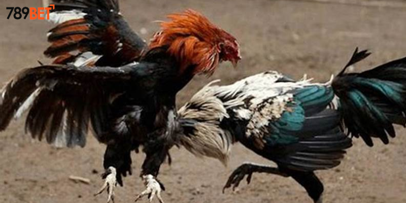 Kỹ năng chiến kê và ảnh hưởng đến kết quả