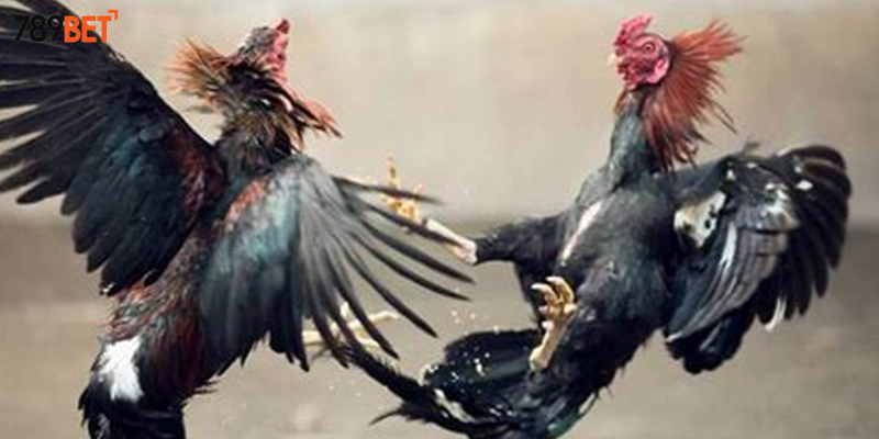 Khám phá sức hấp dẫn của gà chiến thắng nhanh