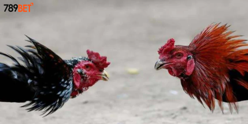 Giải thưởng hấp dẫn dành cho người thắng cược